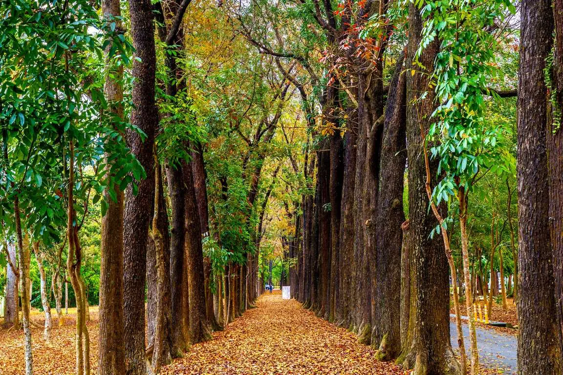 新威森林公園